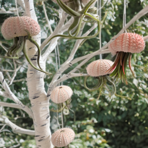 Beach Decor Ornaments, Living Air Plants with Sea Urchin Base