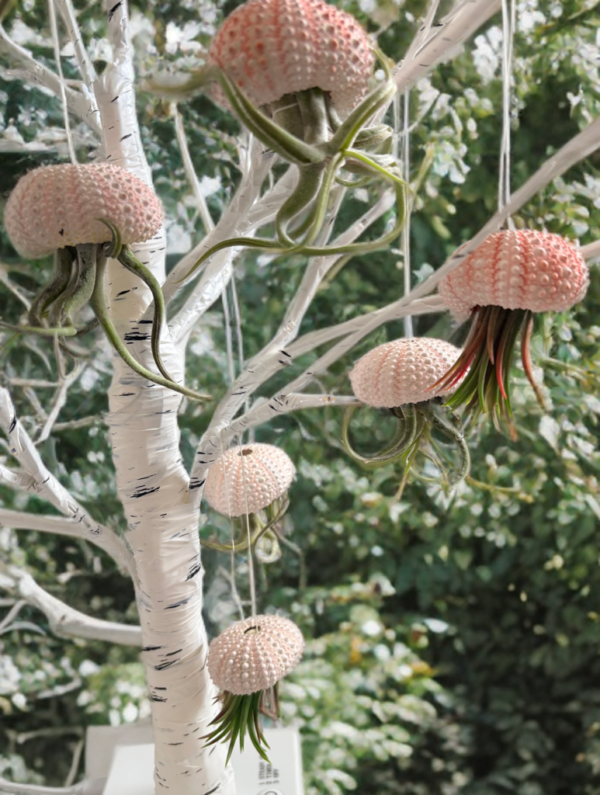 airplant1