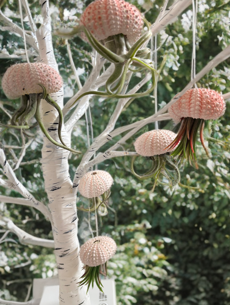 airplant1