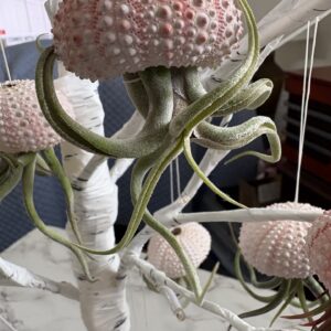Beach Decor Ornaments, Living Air Plants with Sea Urchin Base