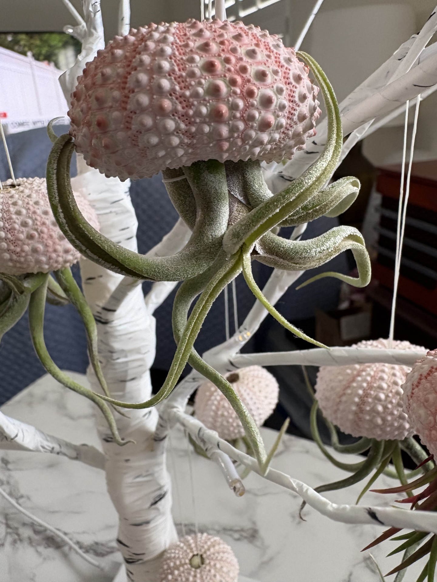 airplant2-unsmushed