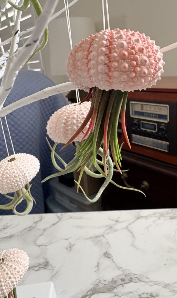 airplant1